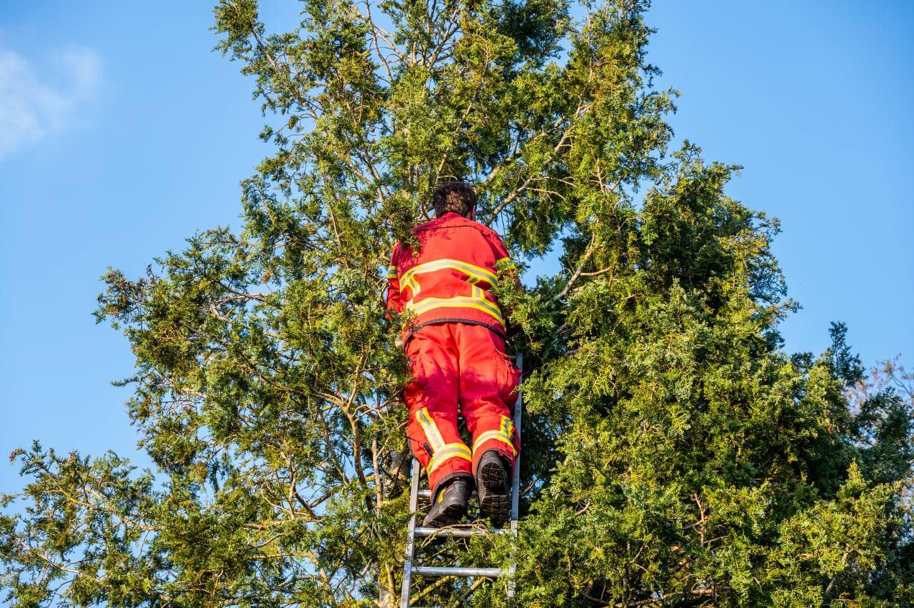 Kat Rodey Na Anderhalve Dag Door Brandweer Uit Boom Bevrijd InfoLeek