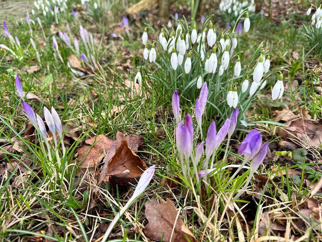 Wisselvallig Weer Tijdens De Start Van De Meteorologische Lente | InfoLeek